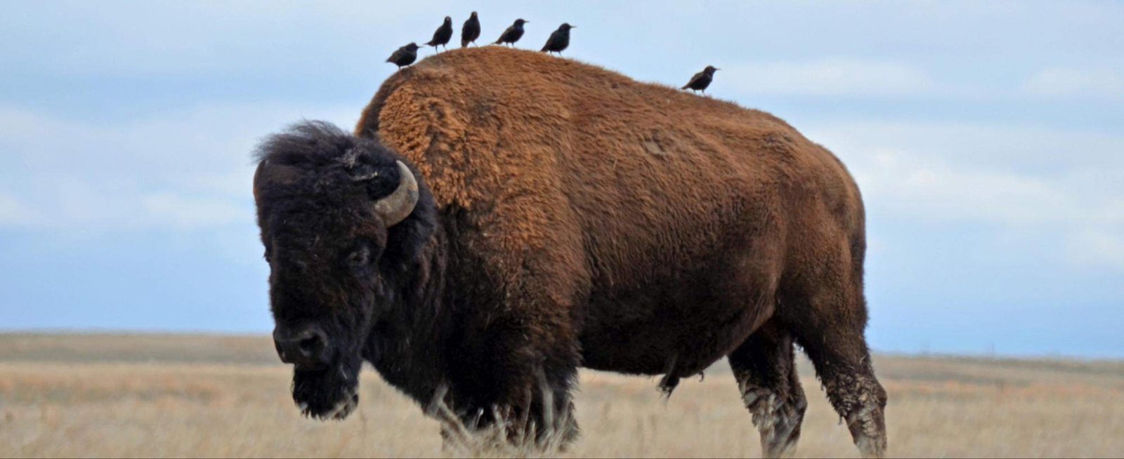 The State Mammal: The American Bison