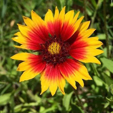 The State Wildflower: Indian Blanket