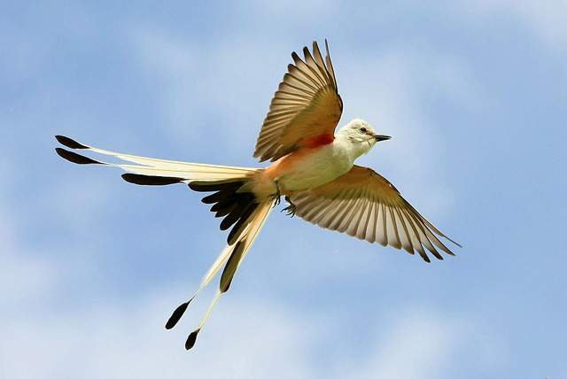The State Bird: The Scissor-Tailed Flycatcher