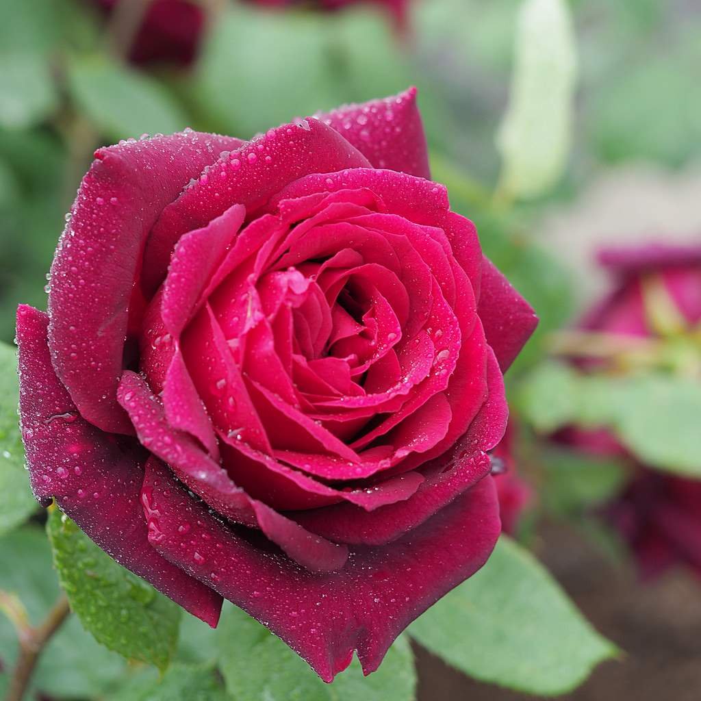 The State Flower: The Oklahoma Rose
