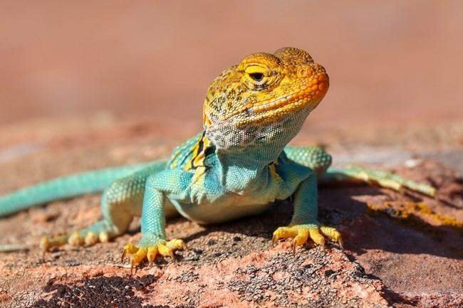 The State Reptile: The Collared Lizard