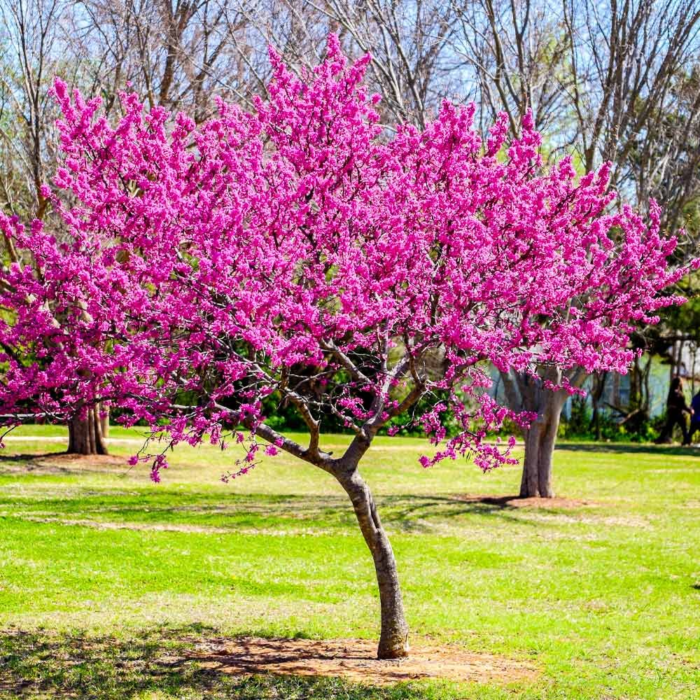 The State Tree: The Eastern Redbud