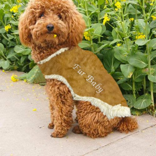 Teddy Poodle - Fur baby (1)